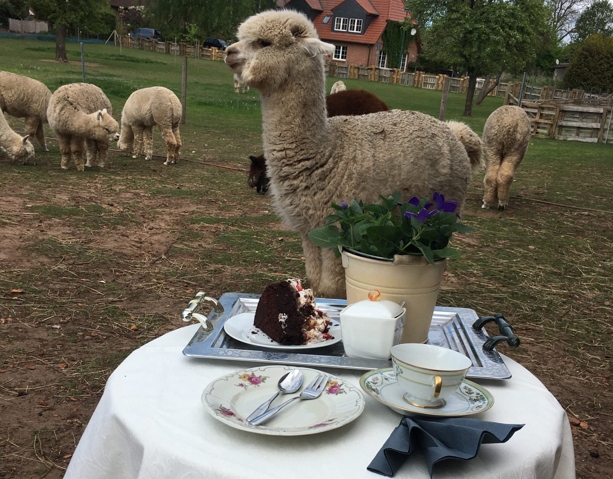 Teatime mit Alpakas Hof Birkenkamp